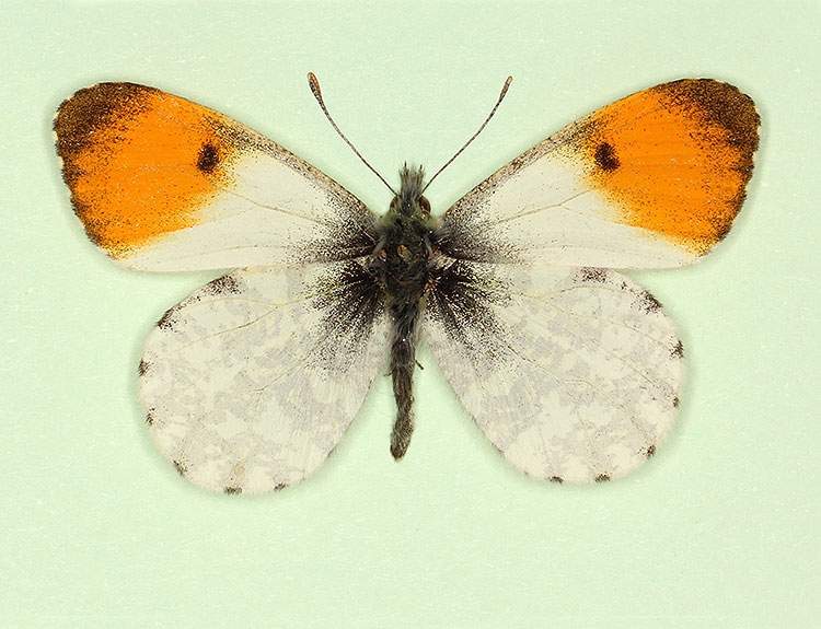 Anthocharis cardamines male (aberrant form nov 2) (Internet Image property of respective owner, non-commercial use only)